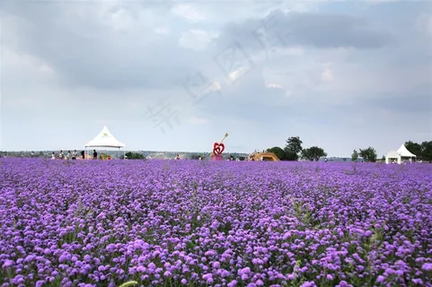 薰衣草庄园唯美风景