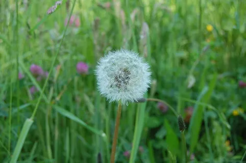 一只白色蒲公英图片 一只白色蒲公英图片