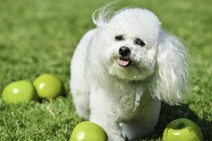白色毛茸茸比熊犬图片