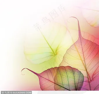 高清晰树叶标本 树叶脉络底纹背景