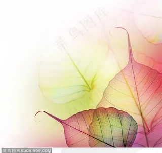 高清晰树叶标本 树叶脉络底纹背景