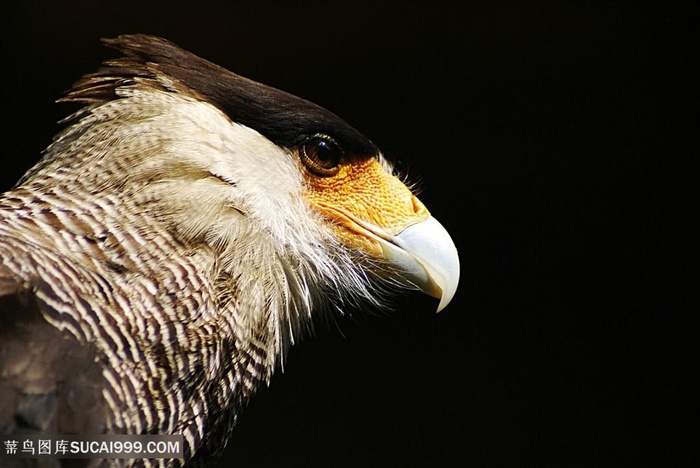 高清脸部特写凤头卡拉鹰图片