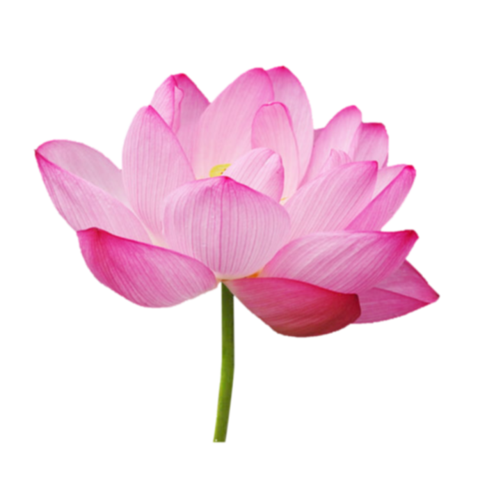 荷花  免抠