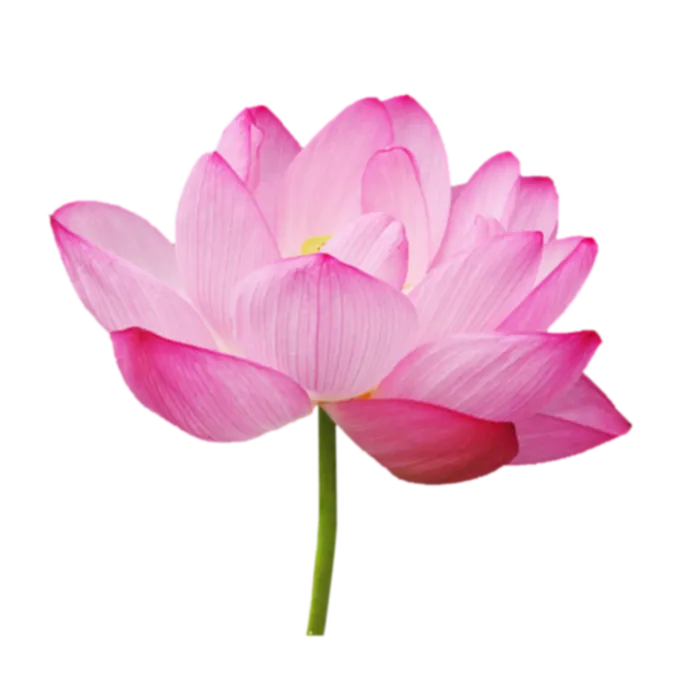 荷花  免抠