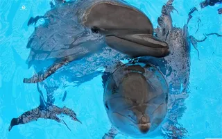 两只海豚高清图片蓝色海水水波纹桌面背景素材