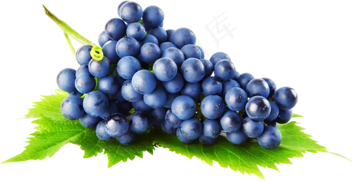 葡萄免抠素材 (57)