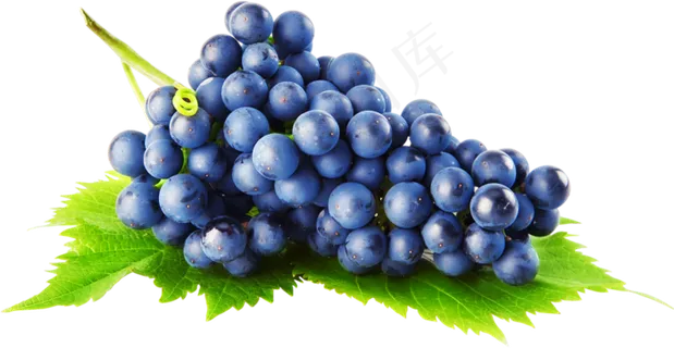 葡萄免抠素材 (57)