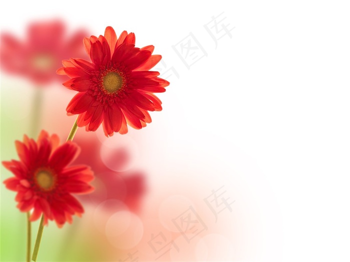 红色雏菊花朵高清图片