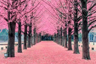 唯美粉红色树林高清图片