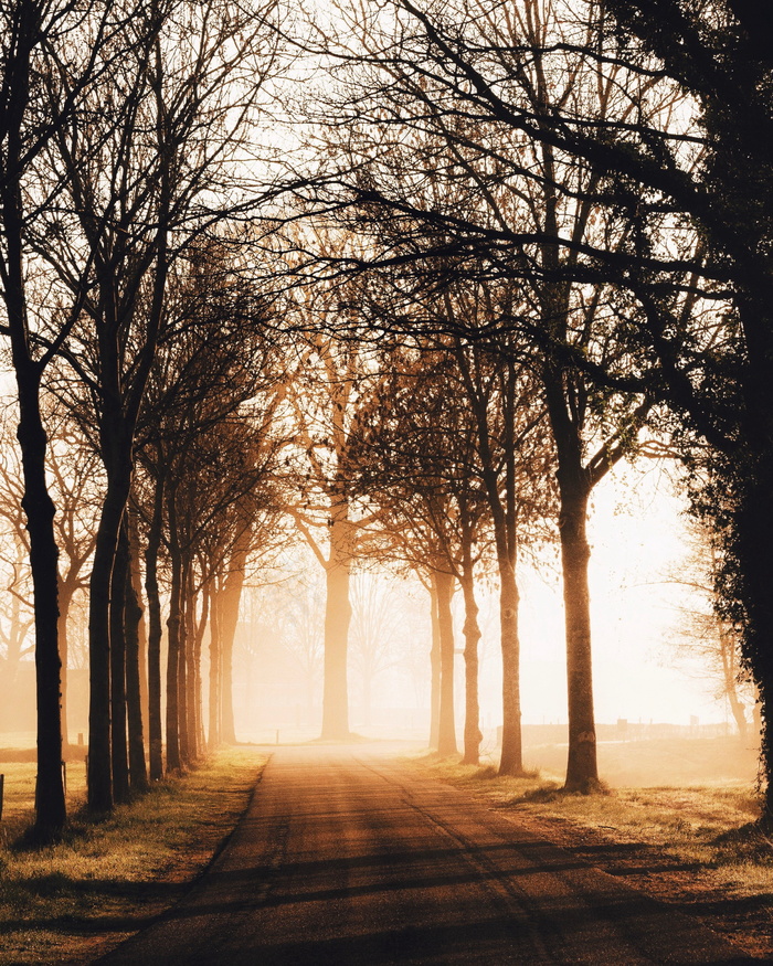 黄昏树木剪影非主流图片