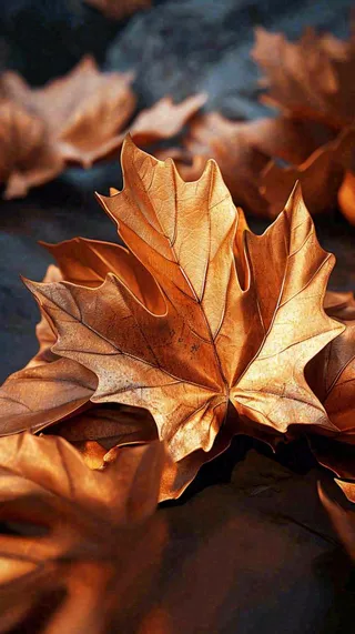 秋叶秋天落叶金黄色秋分