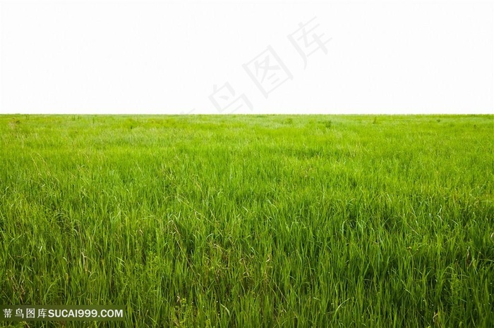 大草原景色高清图片