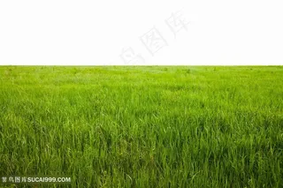 大草原景色高清图片