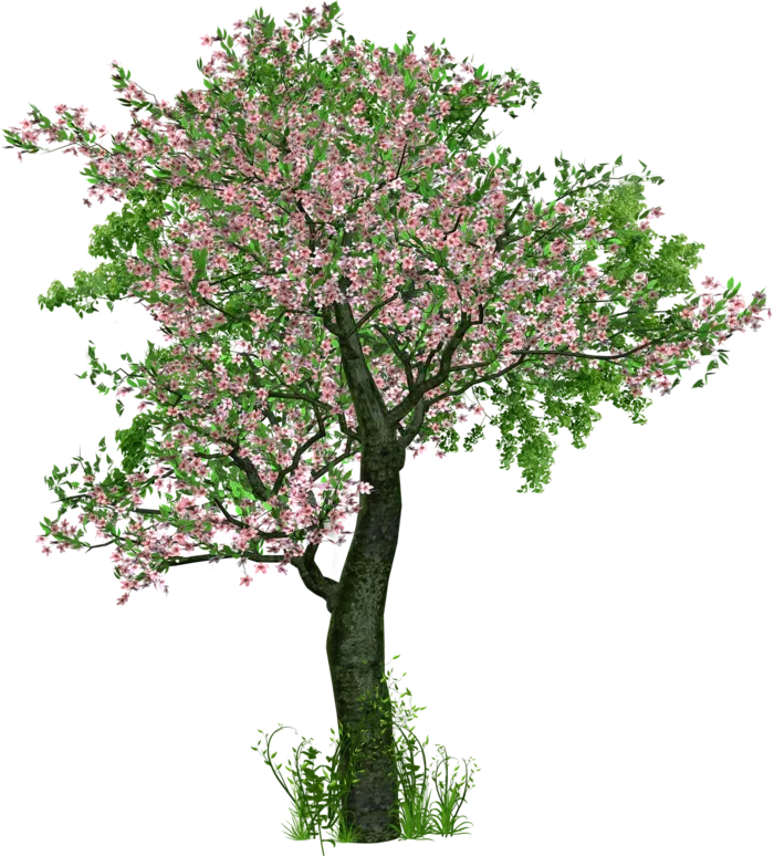  花朵 树 分行 树叶 叶子 盛开 