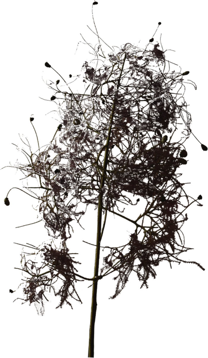 欧式优雅精致复古风格油画质感色彩手绘花卉植物树叶插画PNG素材