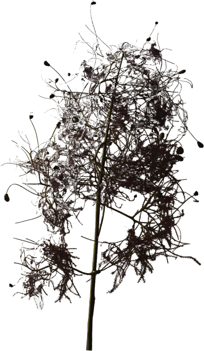 欧式优雅精致复古风格油画质感色彩手绘花卉植物树叶插画PNG素材