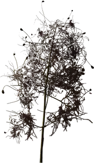 欧式优雅精致复古风格油画质感色彩手绘花卉植物树叶插画PNG素材