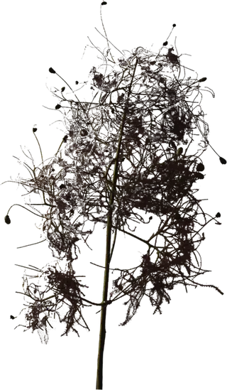 欧式优雅精致复古风格油画质感色彩手绘花卉植物树叶插画PNG素材