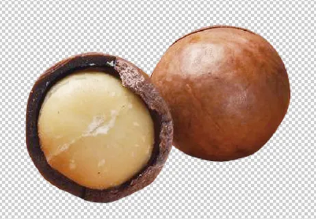 夏威夷果免扣素材