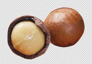 夏威夷果免扣素材