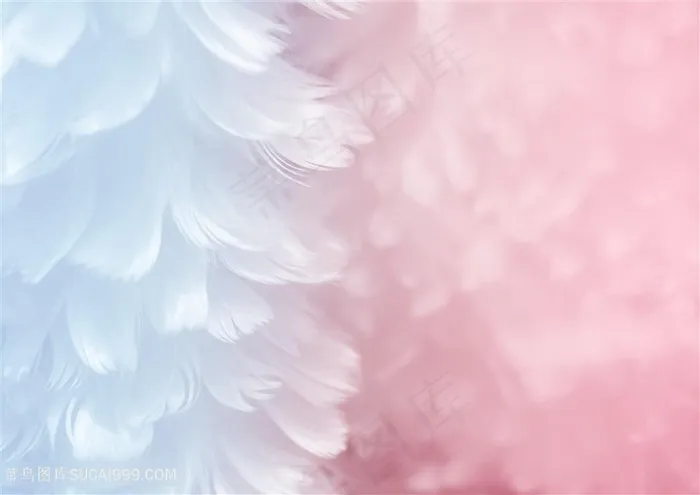 唯美清新羽毛背景高清图片