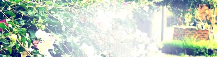 长版街道植物背景