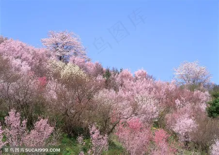树林风景-满山粉色的樱花 树林风景-满山粉色的樱花