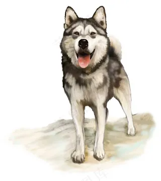 爱斯基摩犬高清图片