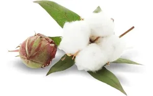 棉花 PNG免抠