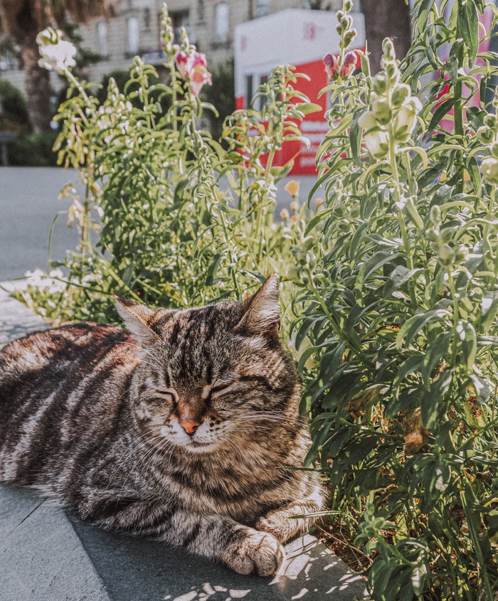 可爱猫咪猫猫摄影素材