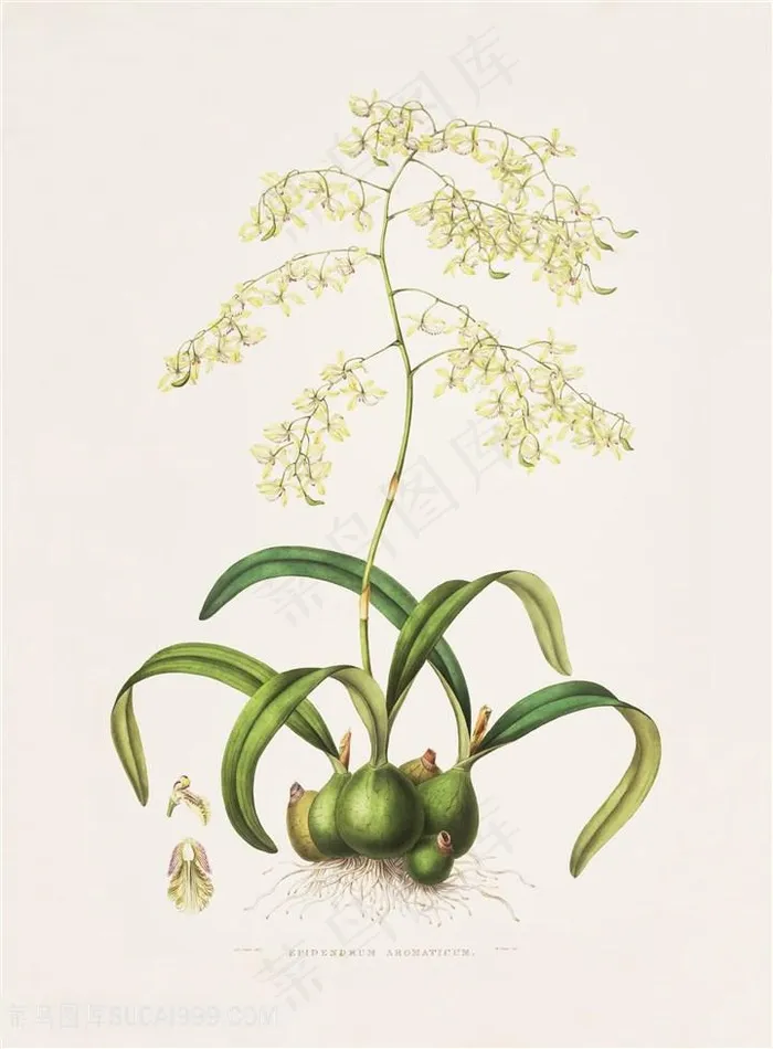 高清兰花复古装饰画