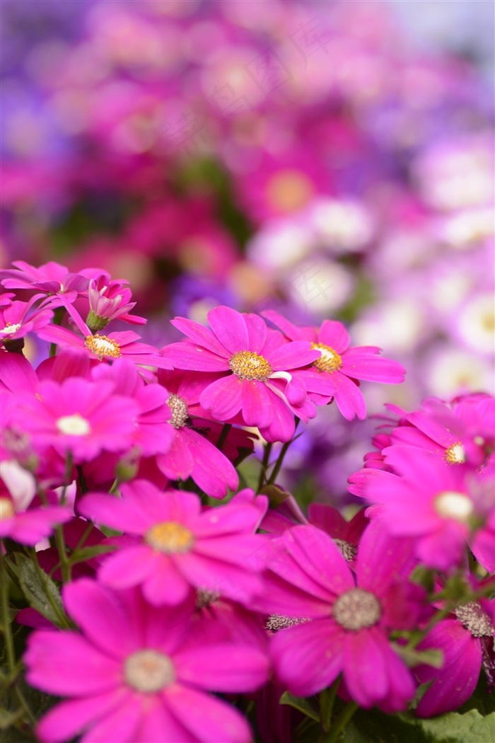 红色野菊花鲜花高清图片