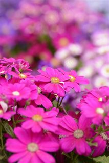 红色野菊花鲜花高清图片