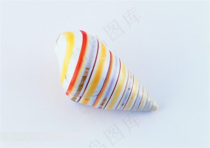 海洋贝壳海螺高清摄影图片