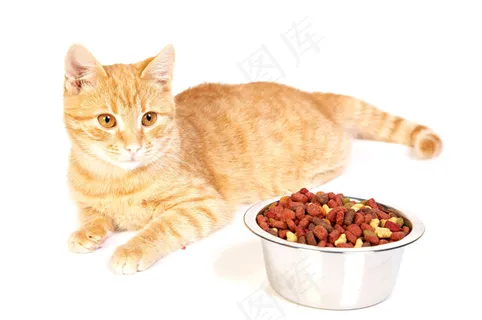 可爱的小猫图片下载