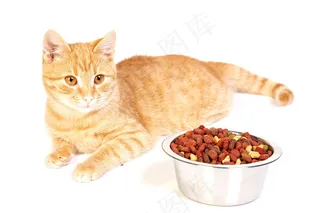 可爱的小猫图片下载