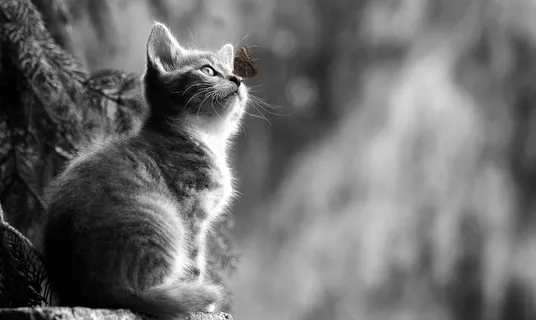 仰望的宠物猫黑白图片 仰望的宠物猫黑白图片