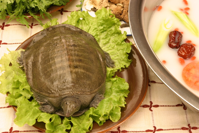 3259滋补甲鱼火锅
