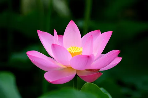 高清令箭荷花图片 高清令箭荷花图片