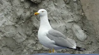 休息的鸽子图片