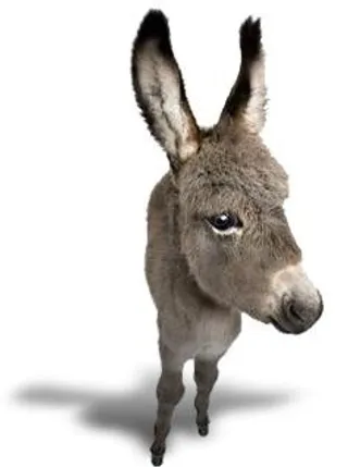 驴 PNG免抠