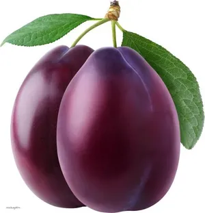 梅花 PNG 图像免抠