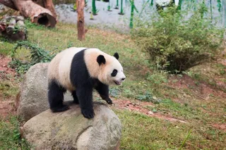 站在石头上的大熊猫素材