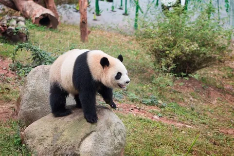站在石头上的大熊猫素材 站在石头上的大熊猫素材