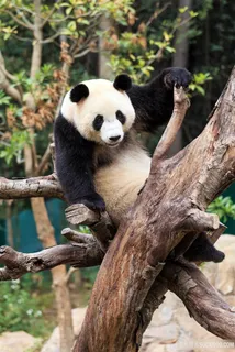 玩耍中的熊猫宝宝图片