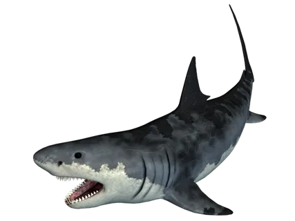 鲨鱼PNG免扣素材海洋世界大海海底