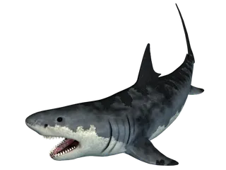 鲨鱼PNG免扣素材海洋世界大海海底