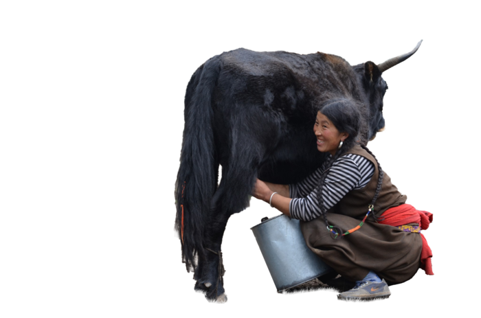 挤奶牛的人元素