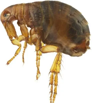 跳蚤 PNG免抠(372x412)