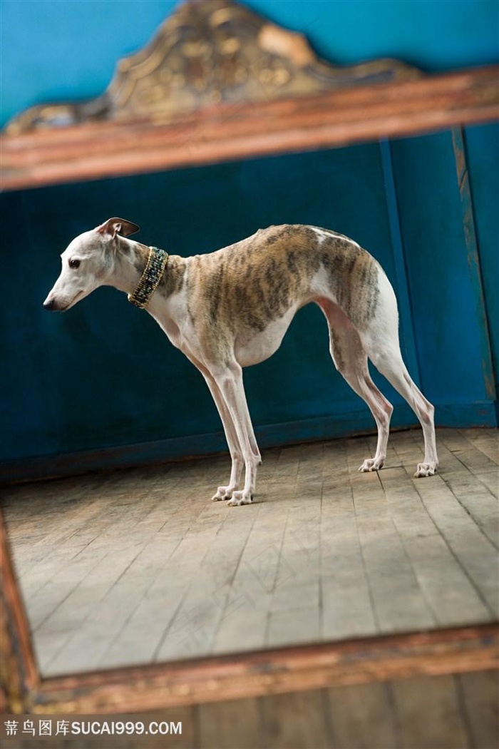 高清惠比特犬狗狗图片